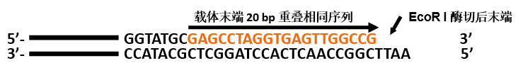 正向引物设计举例说明（EcoR I 酶切开）.png