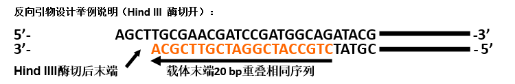 反向引物设计举例说明（Hind III 酶切开）.png